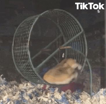 two hamsters running on a wheel and one gets stuck and spins around